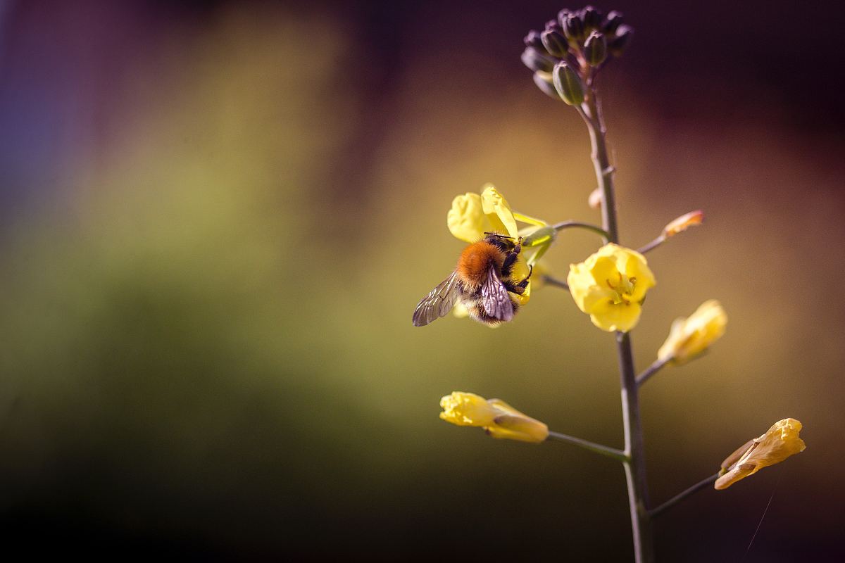 蜂花粉图片 蜂花粉素材下载 万素网