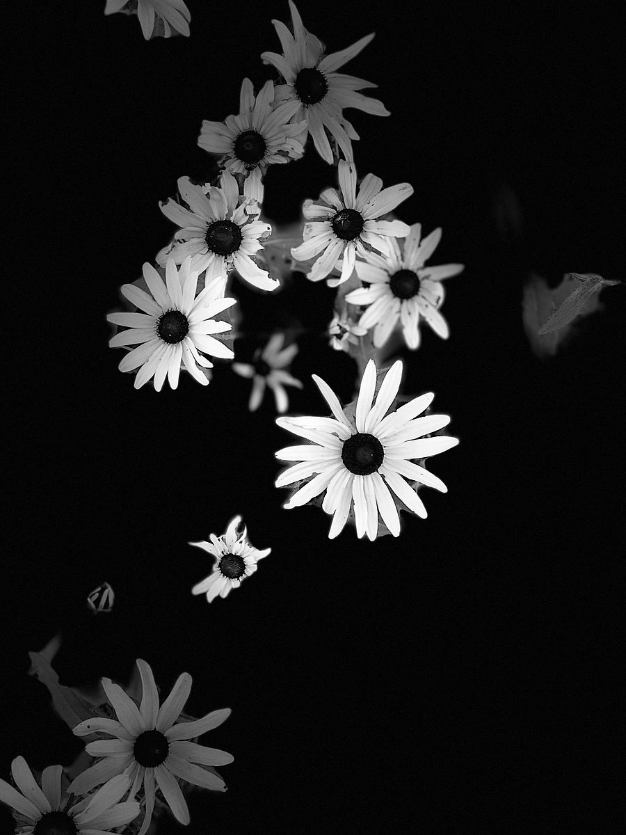 简约黑底花朵手机壁纸图片