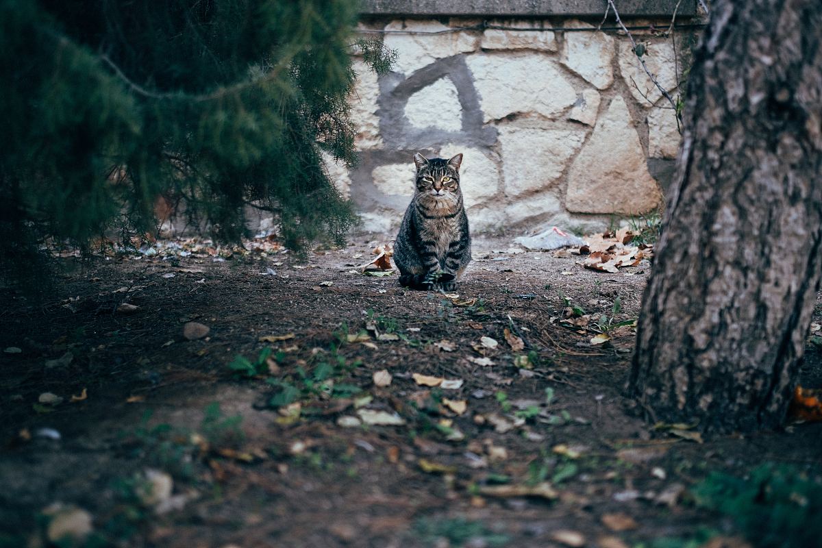 猫先生 素材 免费猫先生图片素材 猫先生素材大全 万素网