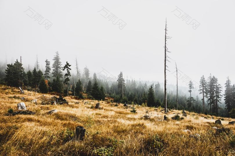 树桩和枯黄的草地