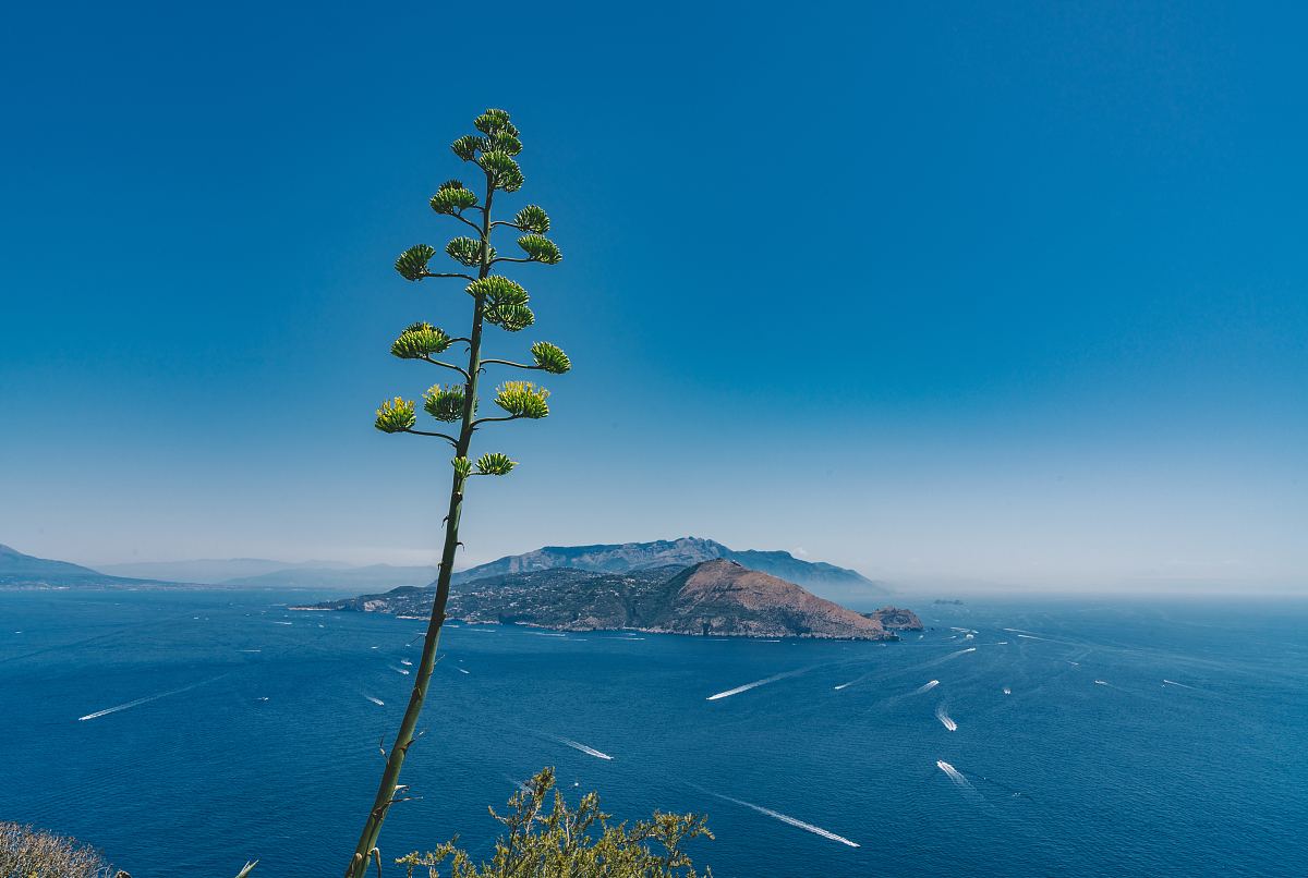 海洋,树木,蓝色和水