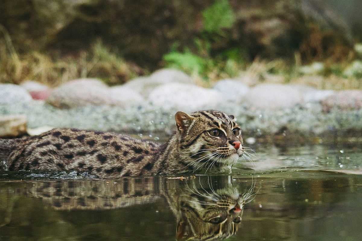 云南野生水塘猫图片图片