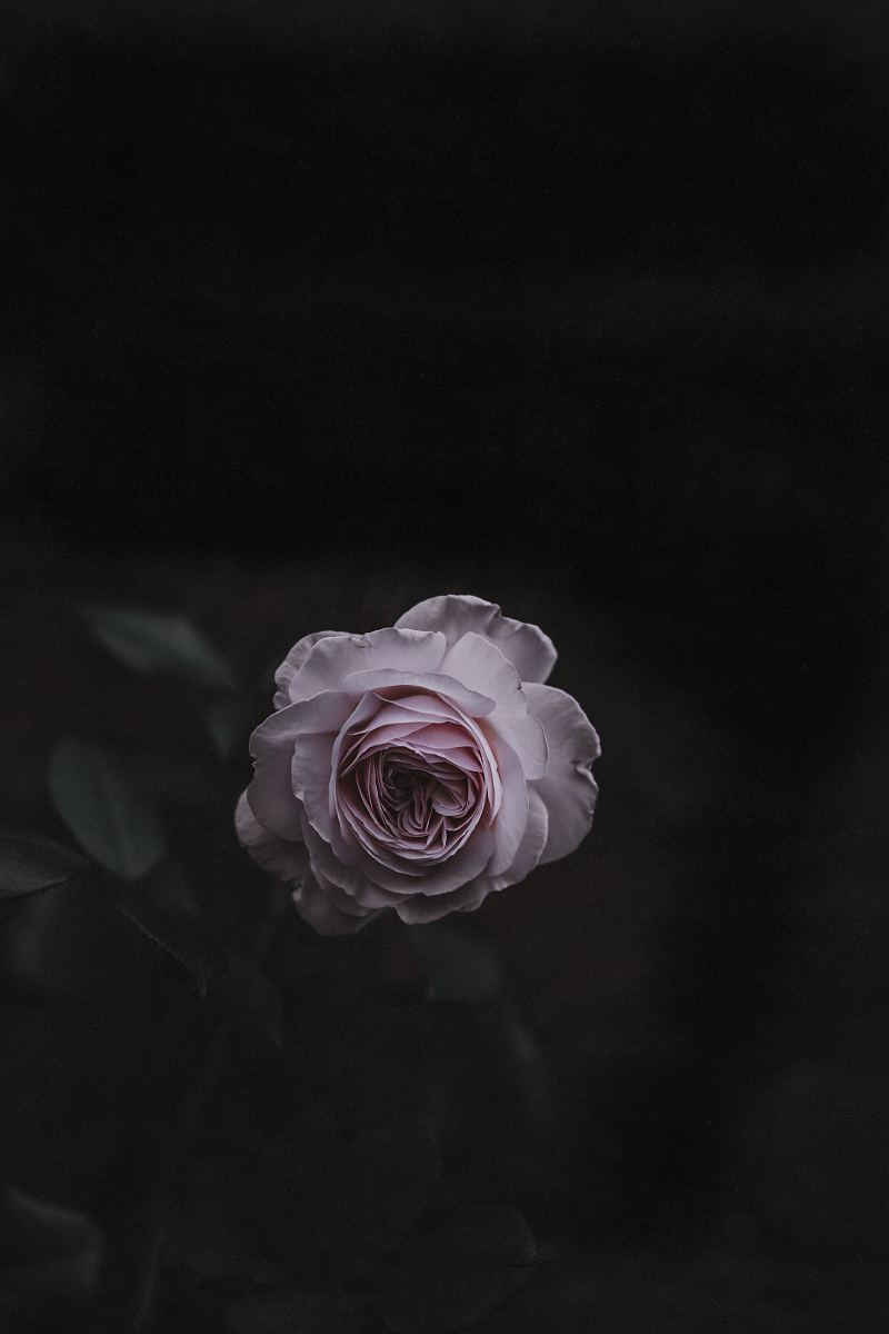 暗黑玫瑰背景图图片