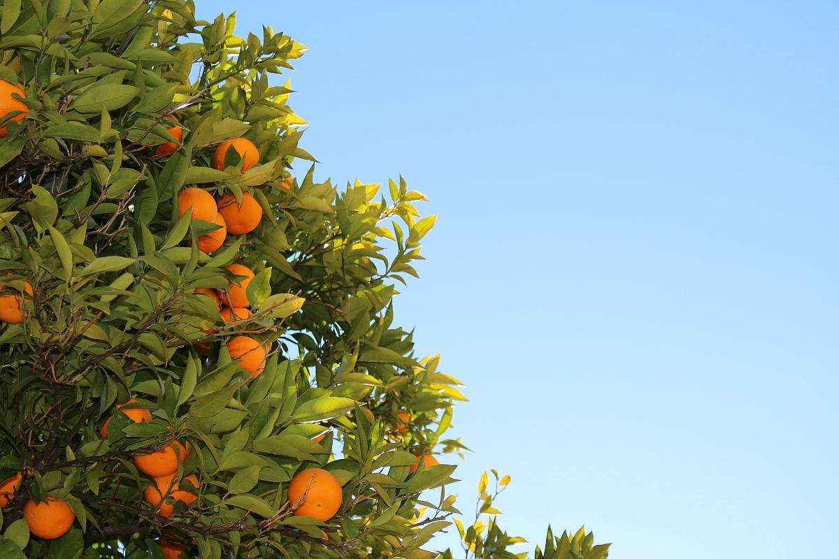橙子树摄影图片