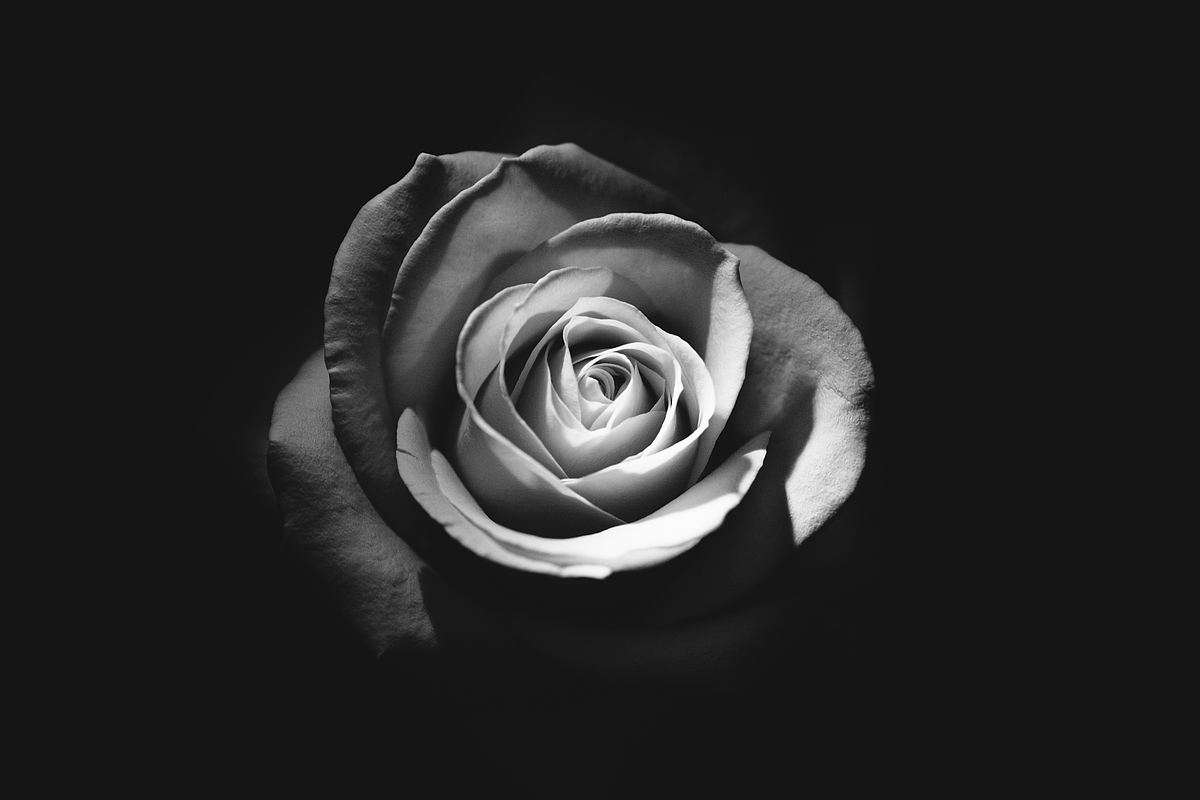 玫瑰花壁纸黑底图片