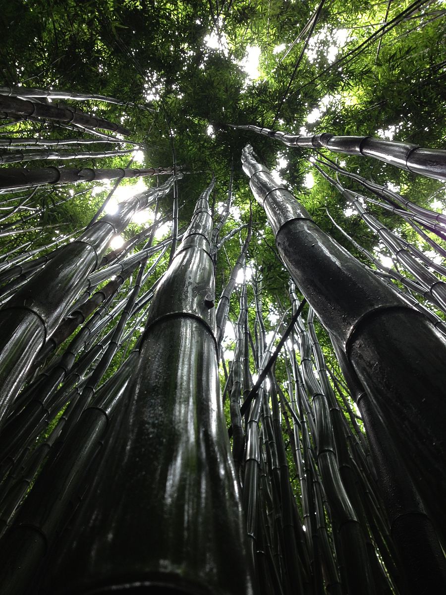 后花园图片免费下载_后花园素材_万素网