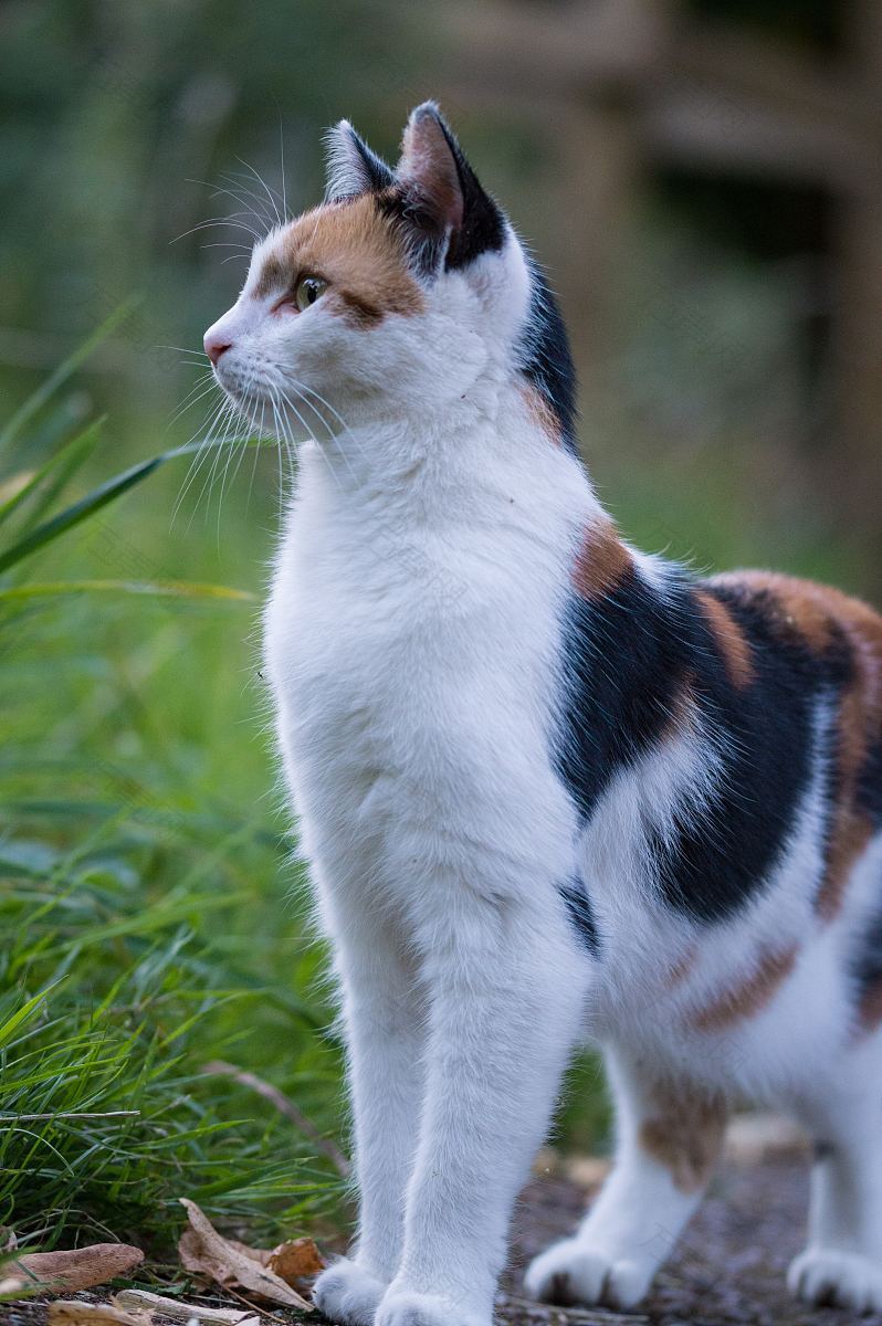 猫花园和宠物图片下载 摄影图 万素网