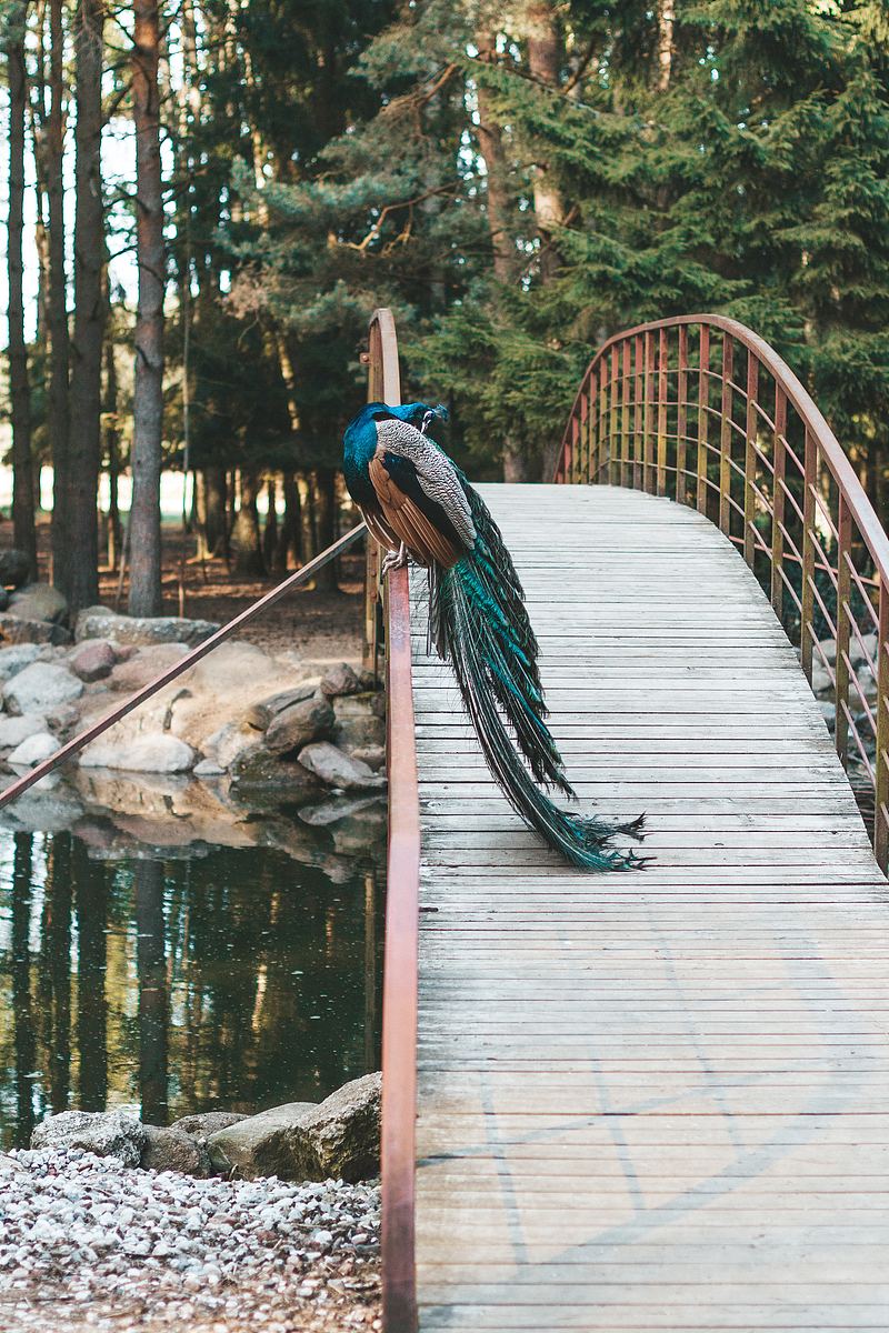 孔雀松樹橋