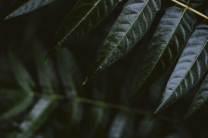 植物树叶森林和雨水
