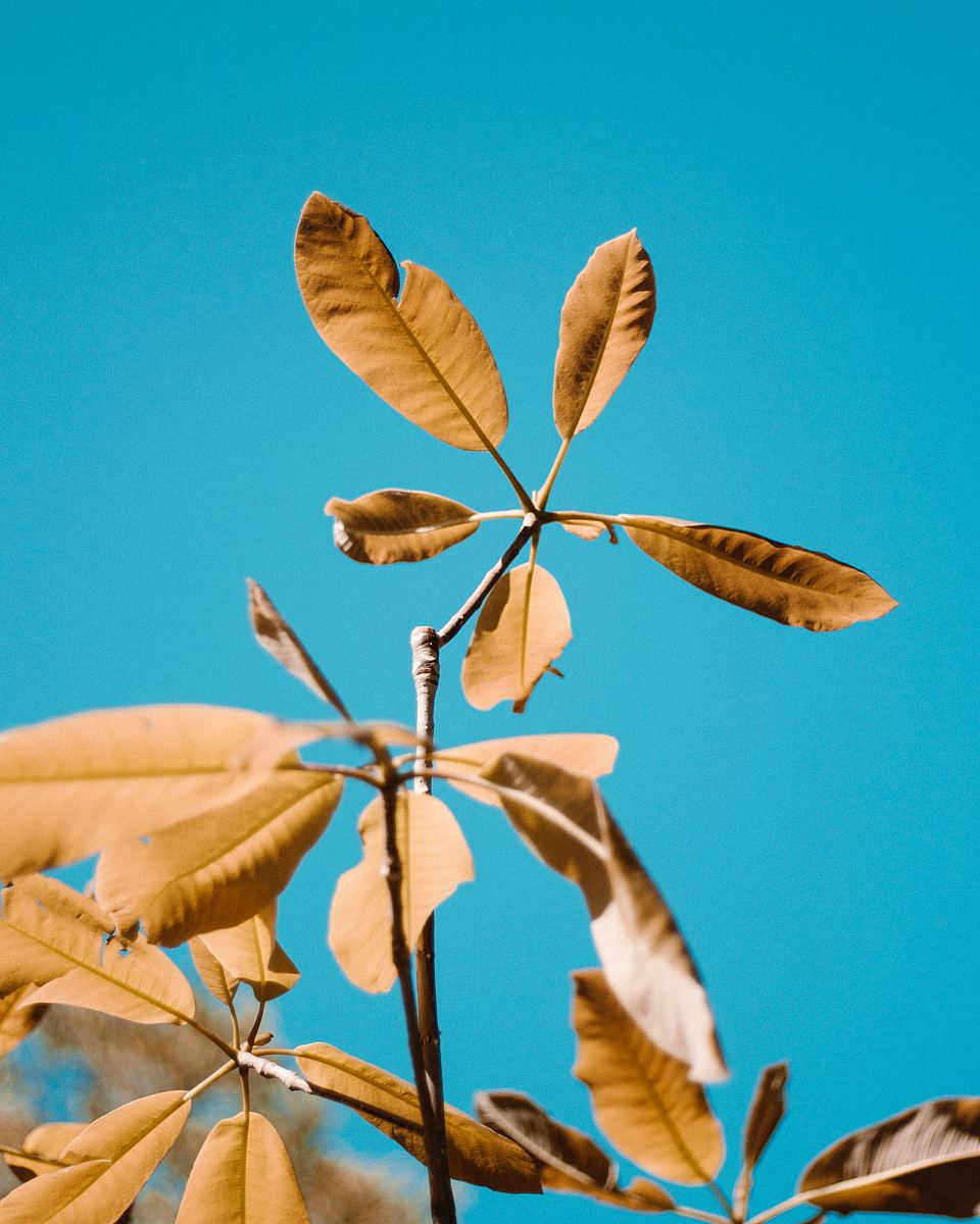 树叶,天空,蓝天和蓝色