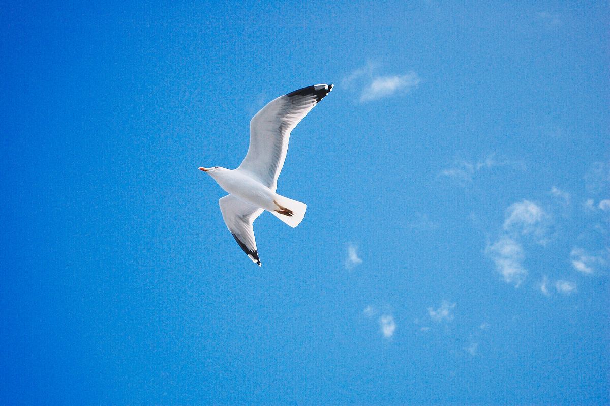 会飞的鸟,海鸥,鸟和海鸥