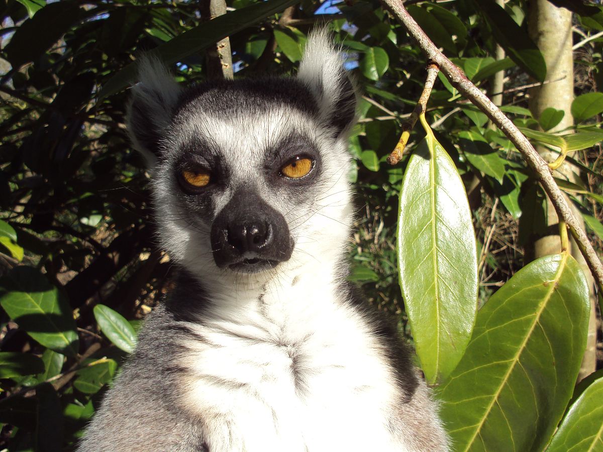 白色狐图片 白色狐素材下载 万素网