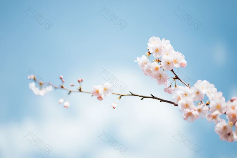 春花开在枝头上
