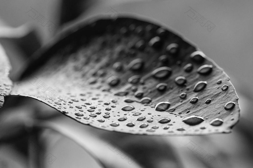 叶水液滴和雨水