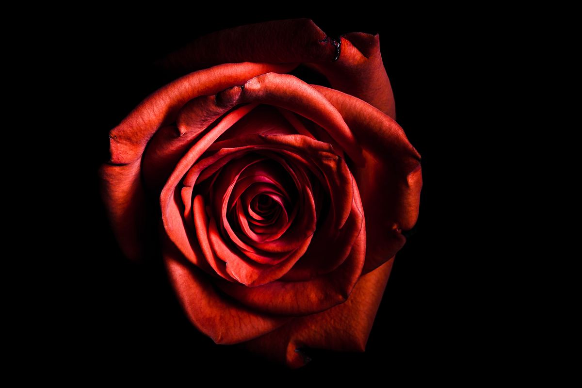 黑暗玫瑰唯美壁纸图片