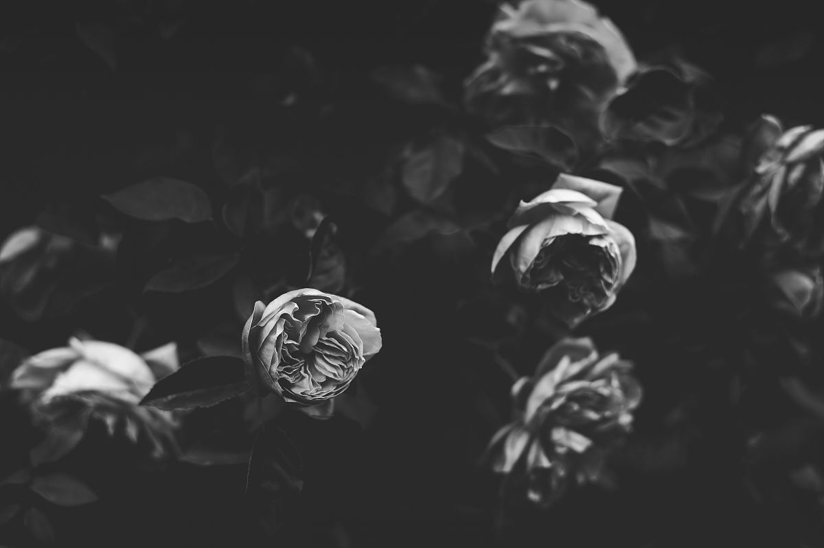 凋零的花朵黑白图片