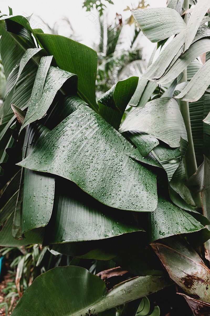植物树叶雨水和绿色