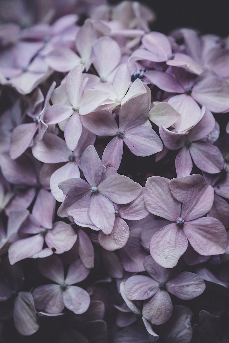 淡紫色花图片 淡紫色花素材下载 万素网
