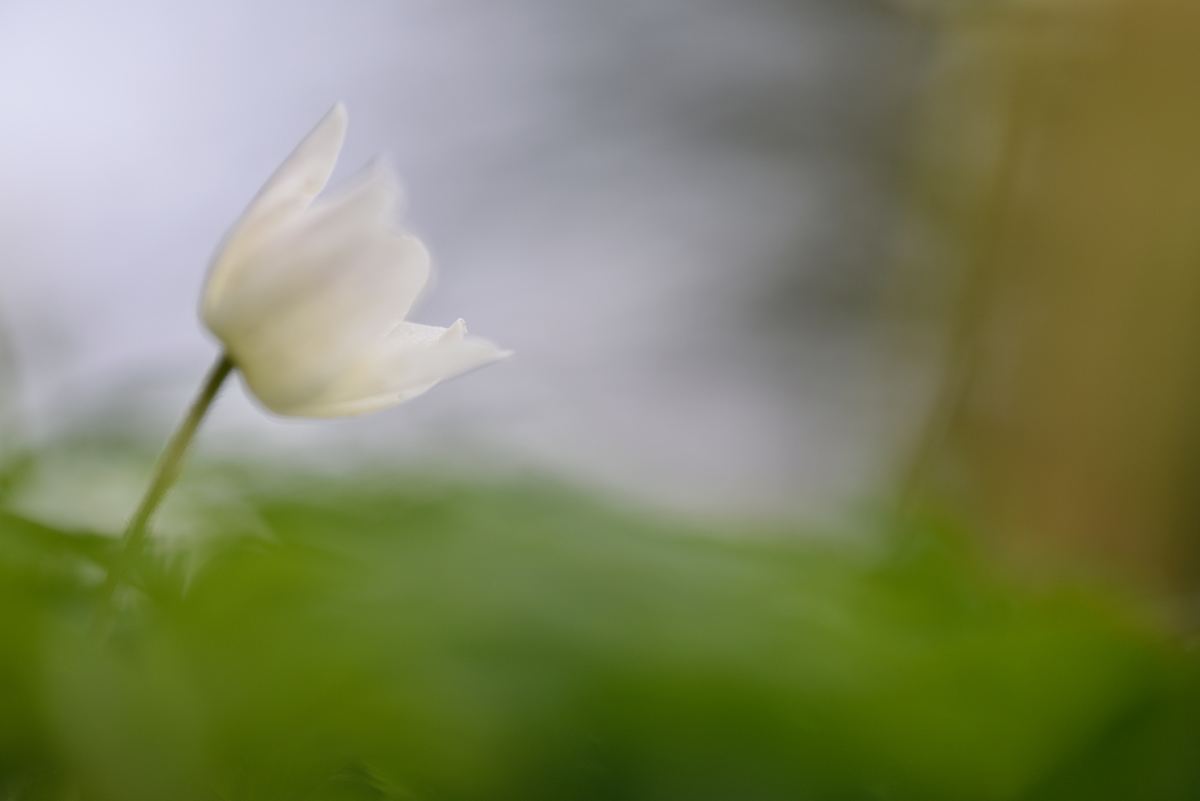 花油画图片 花油画素材下载 万素网