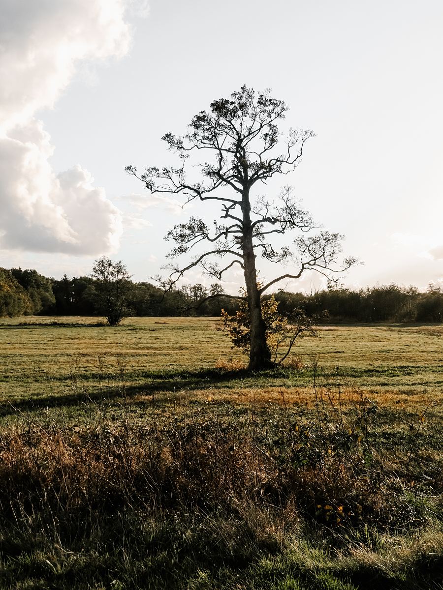 草地上一棵孤零零的树
