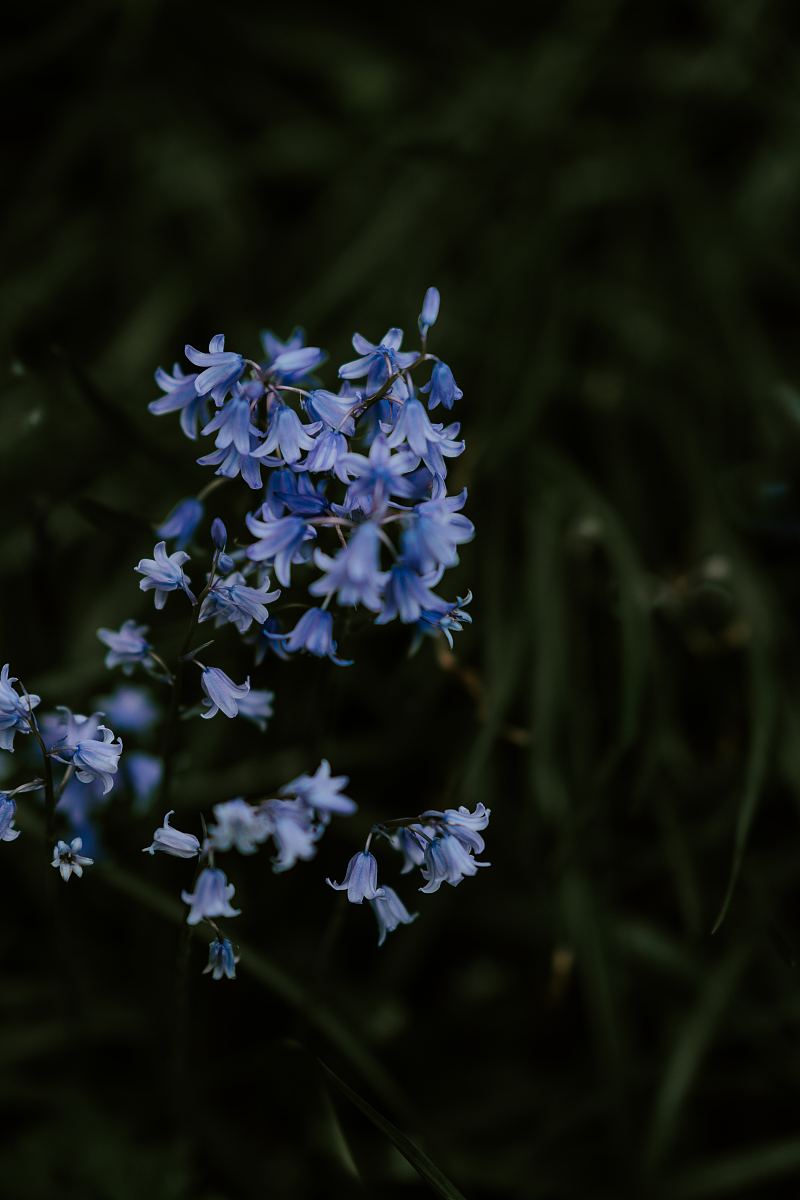 蓝风铃花图片 蓝风铃花设计素材 蓝风铃花素材免费下载 万素网