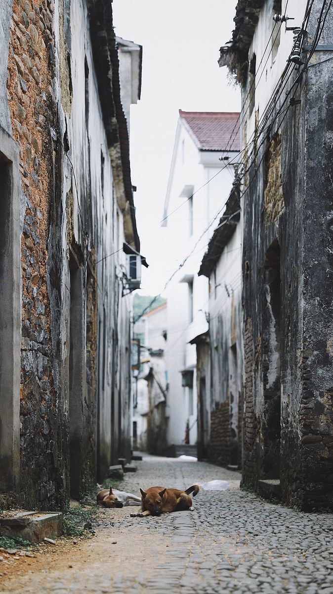 胡同,狗,小巷及城市房屋署