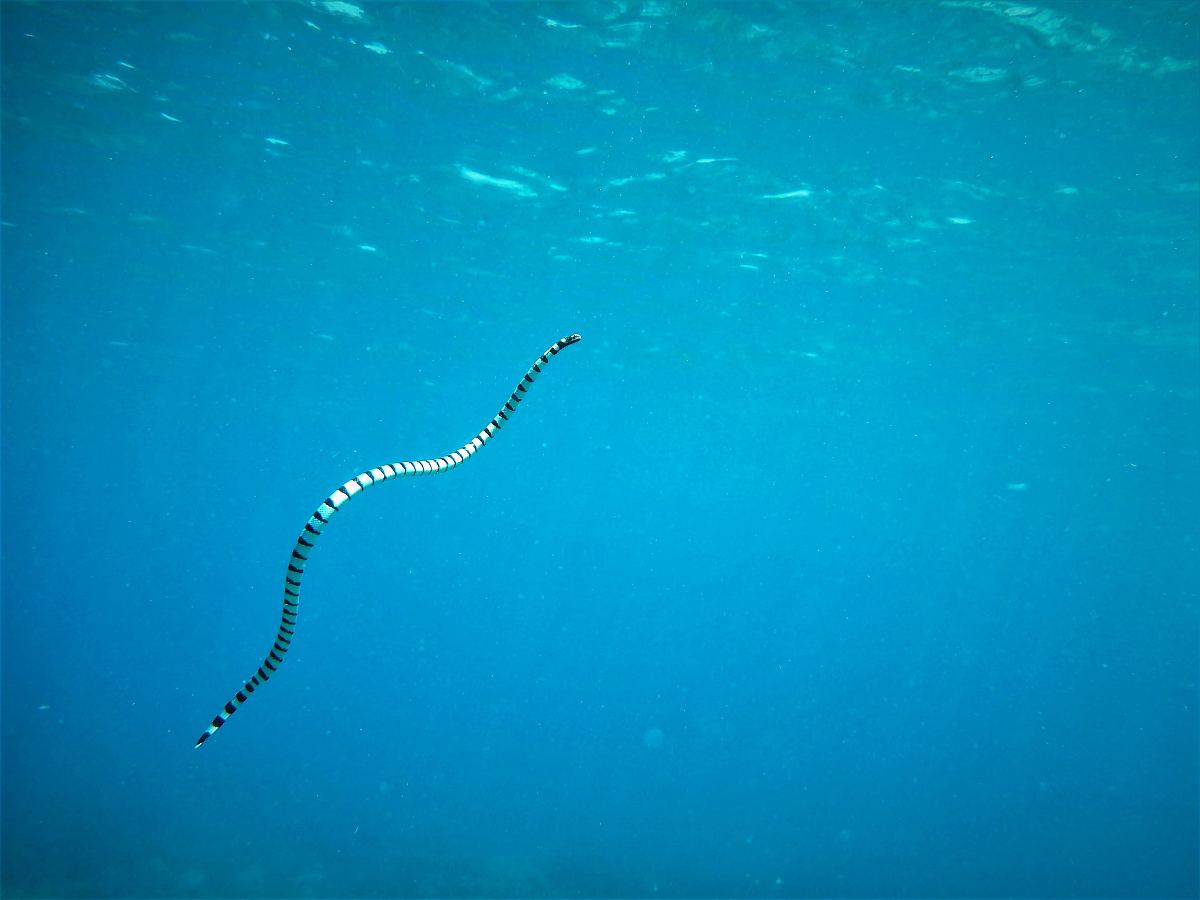 海蛇图片免费下载 海蛇素材 万素网