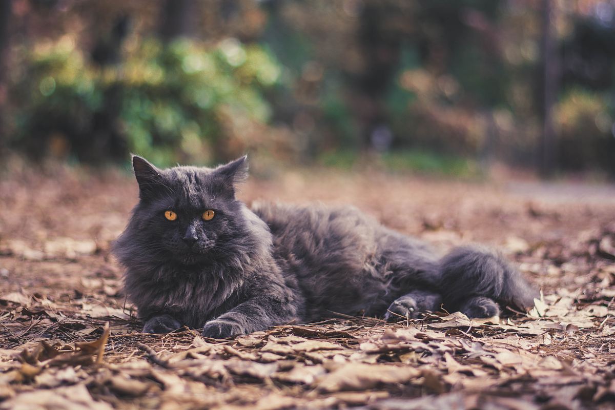 秋天猫图片 秋天猫素材下载 万素网