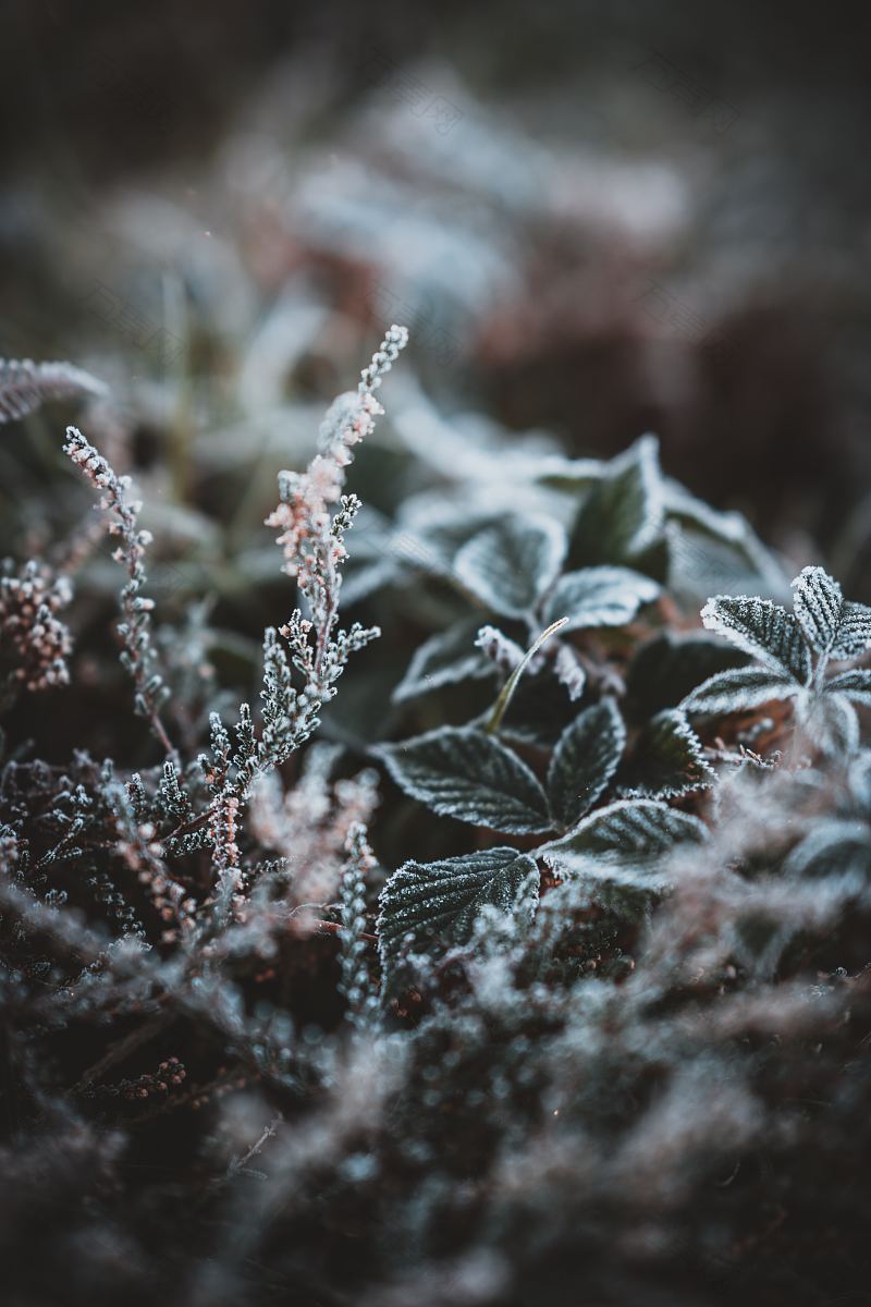 霜晨
