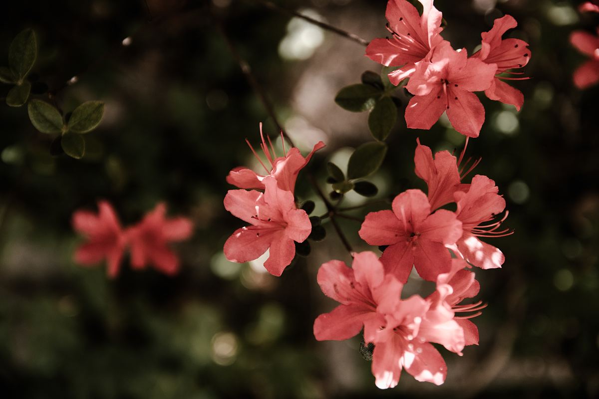 观花树木 3000 00px 编号 Png格式 万素网