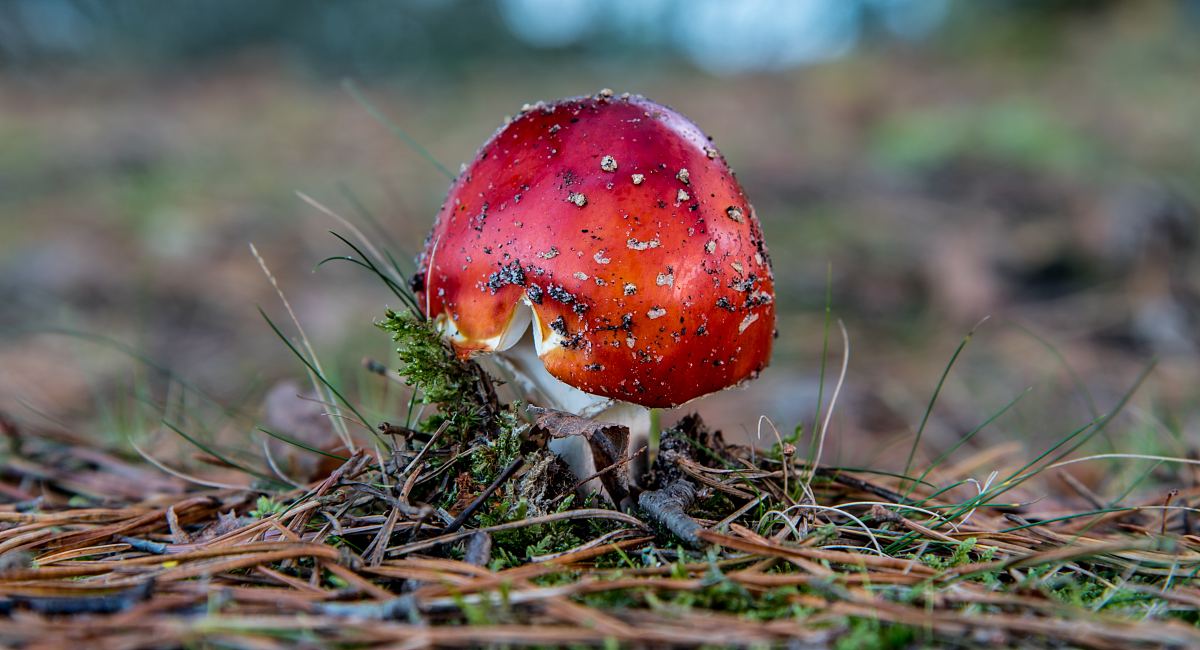 自然,紅色,蘑菇和紅色蘑菇