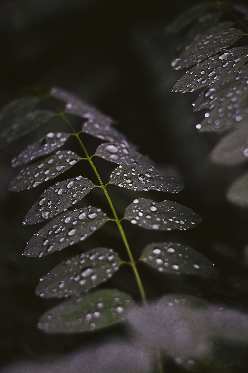 自然水滴森林和雨水