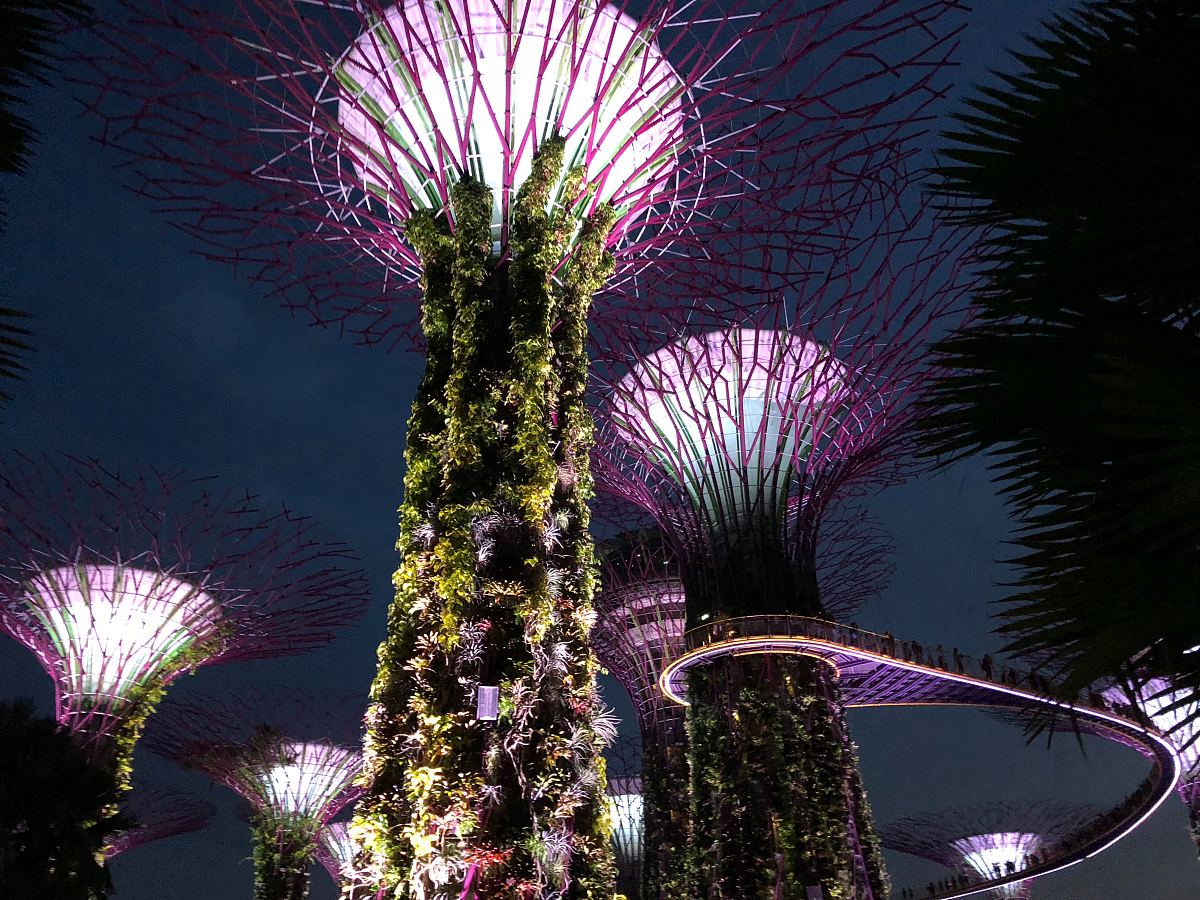 建筑物,树木,超级树和霓虹灯