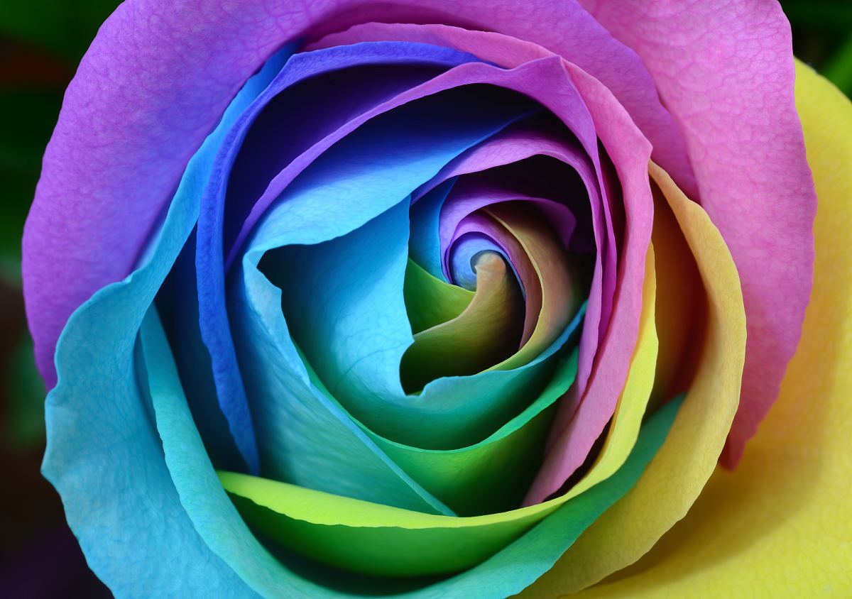 彩虹色的花完整图片图片