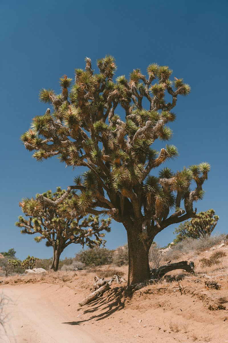 沙漠里的一棵树图片