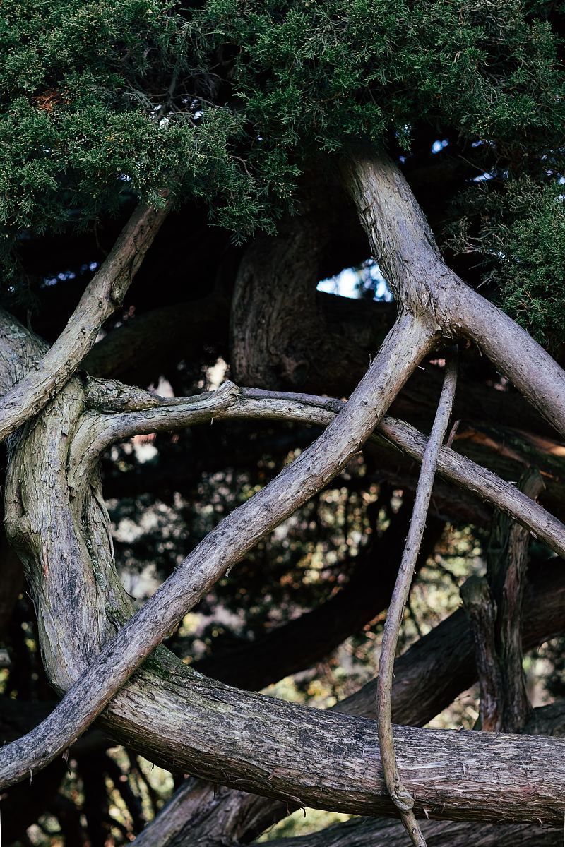 巨大的树藤纠缠在一起