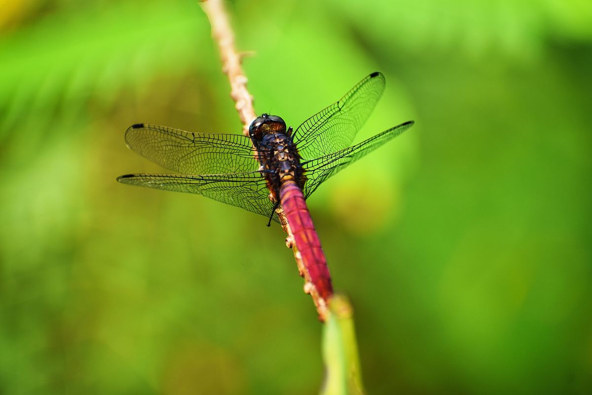 蜻蜓昆虫