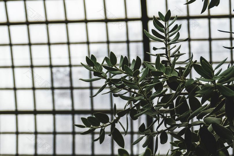 自然雨水温室及植物园