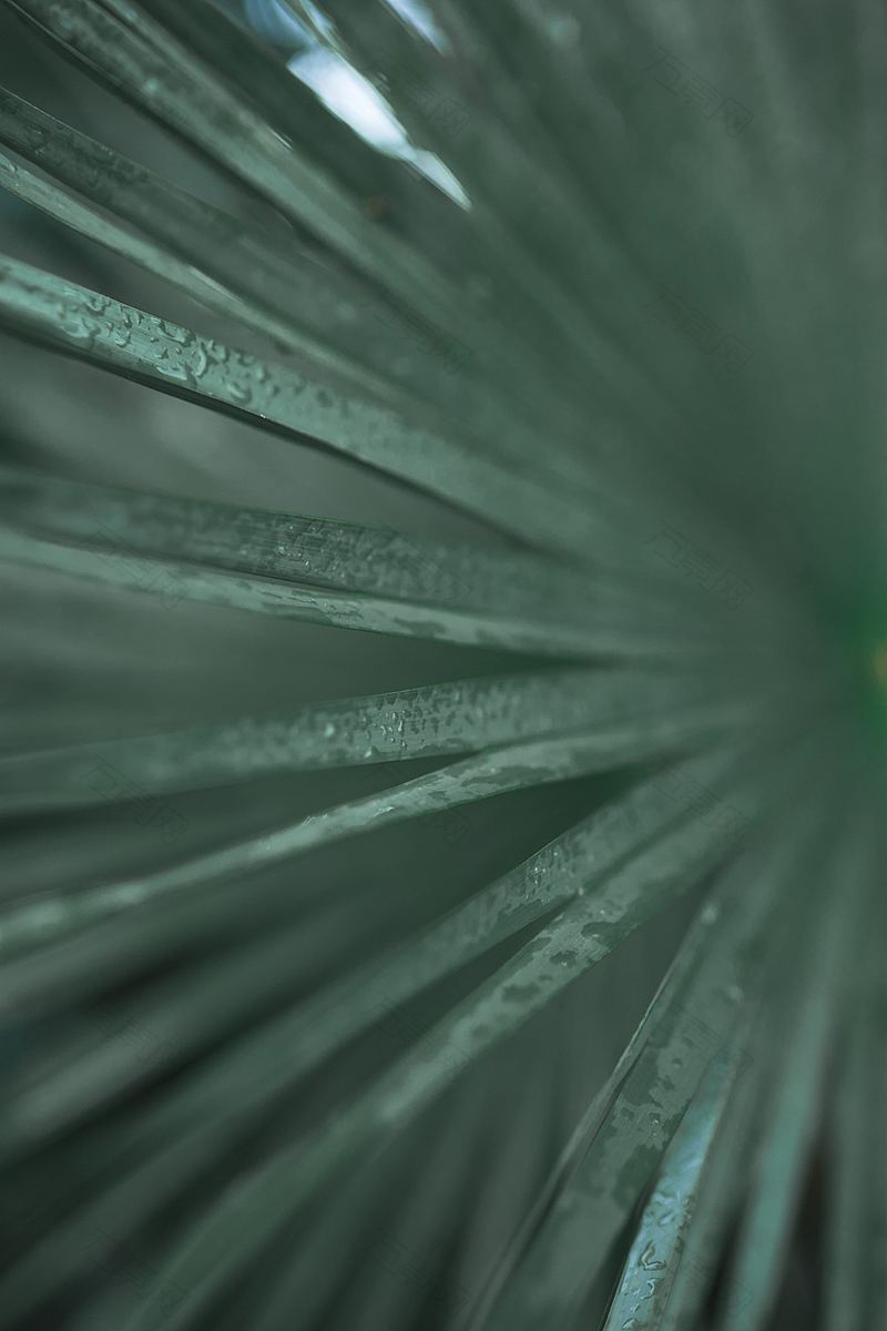 植物水雨水和液滴