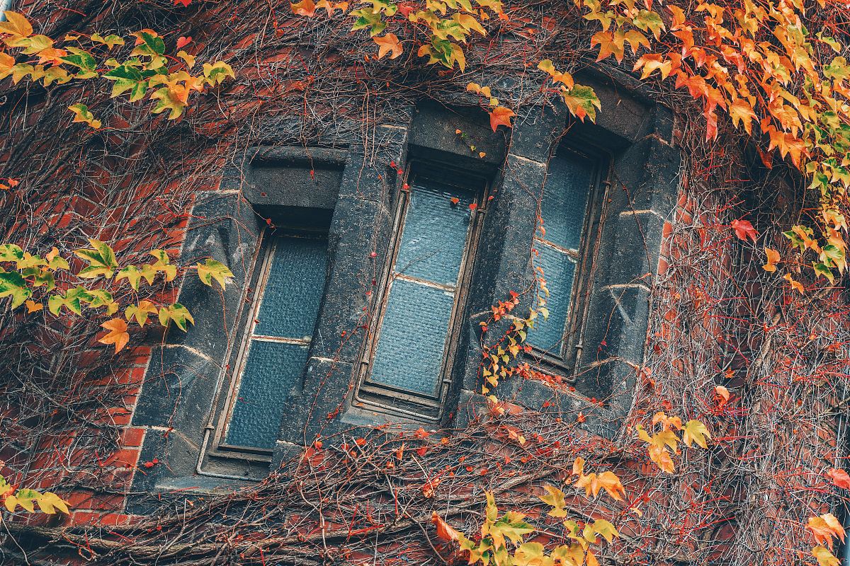 建筑物,窗户,植物和叶子