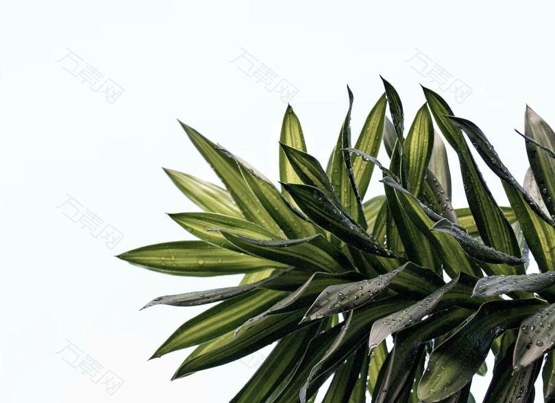 植物水滴水和雨水