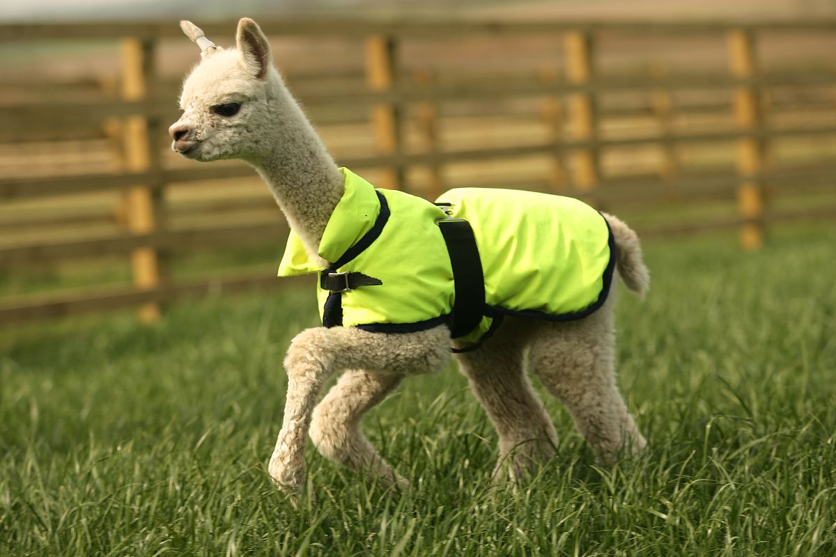 两周大的小羊驼