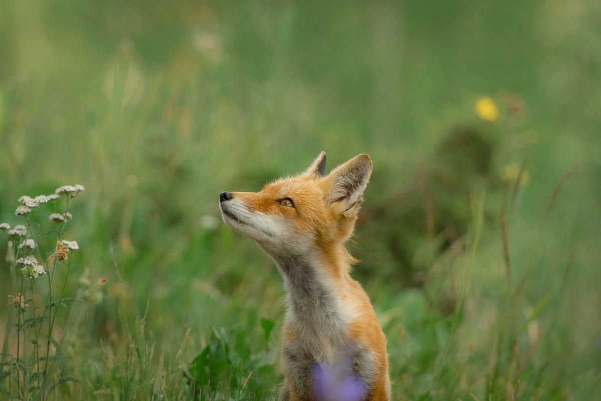 狐狸,田野,草和花