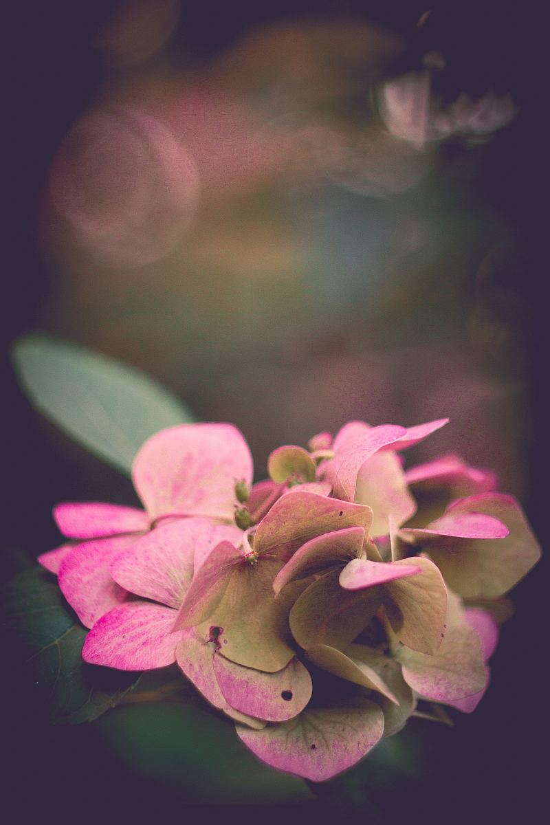 八仙花 素材 免费八仙花图片素材 八仙花素材大全 万素网