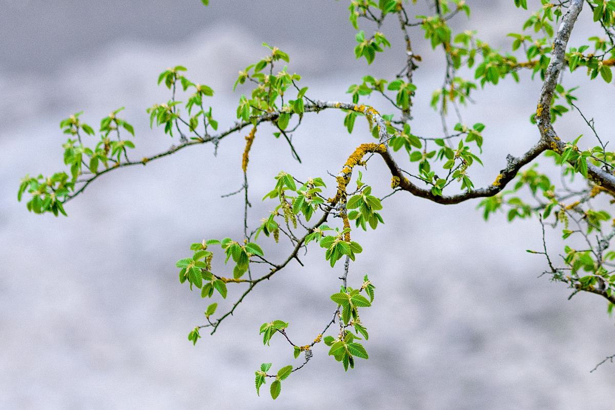 田野绿色植物树木图片免费下载