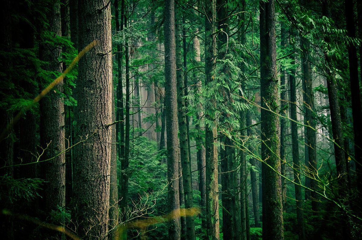 德国黑森林树木图片