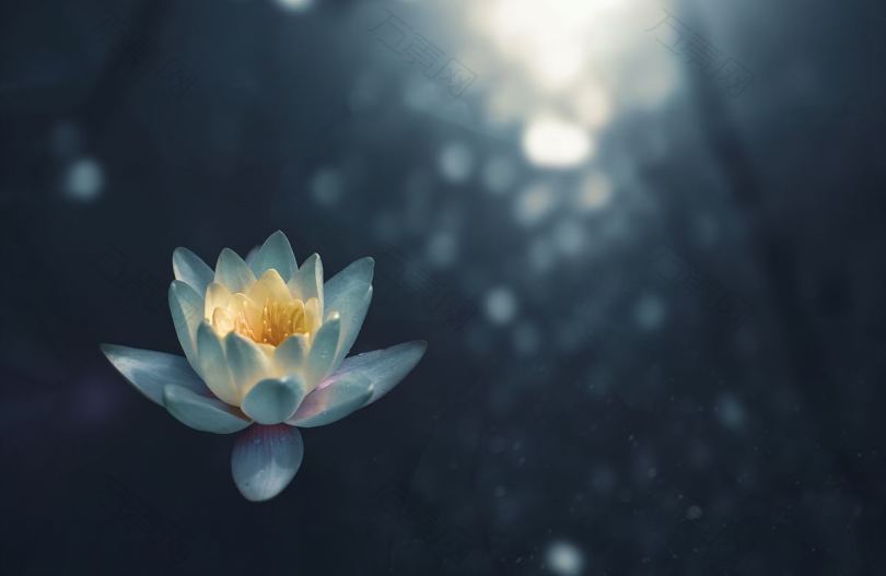 荷花睡莲