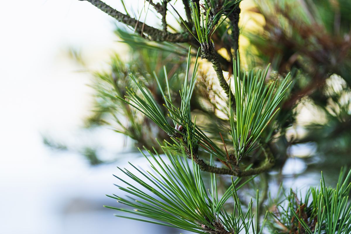 冬青图片免费下载_冬青素材_万素网