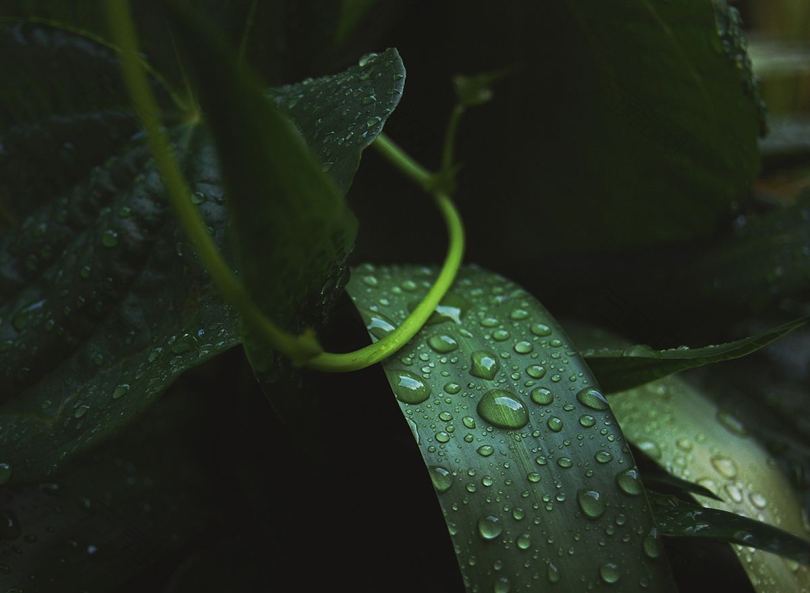 植物树叶雨水和绿色