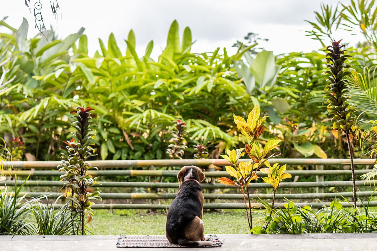 巴厘岛热带花园里的比格犬 6000 4000px 编号 Png格式 万素网